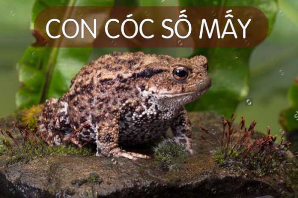 Giải đáp những con số đặc biệt liên quan đến mơ con cóc